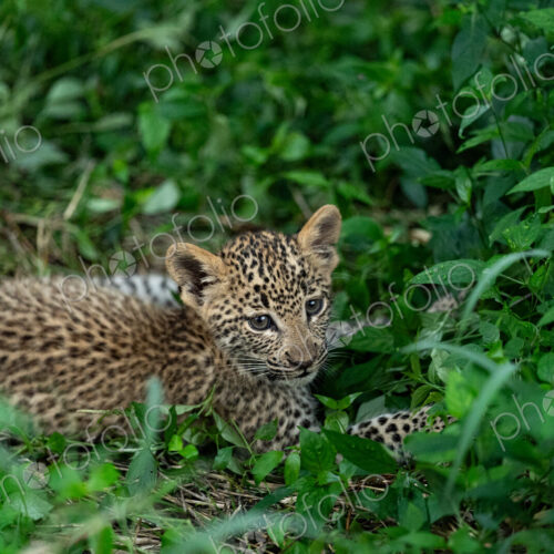 Leopard, Panthera pardus, close-up of a cub. Leopard, Panthera pardus, close-up of a cub.