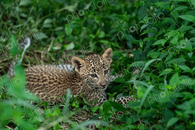 Leopard, Panthera pardus, close-up of a cub.