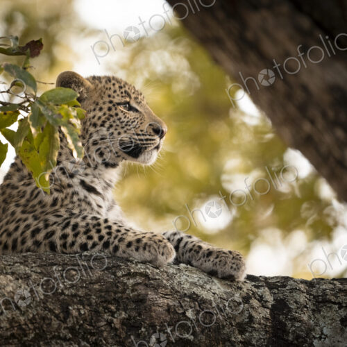 Leopard, Panthera pardus, close-up of a leopard cub. Leopard, Panthera pardus, close-up of a leopard cub.