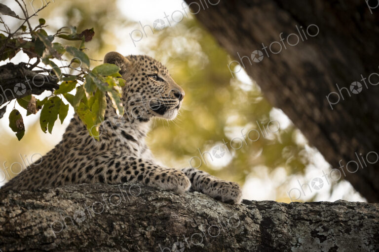 Leopard, Panthera pardus, close-up of a leopard cub.