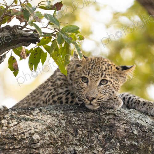 Leopard, Panthera pardus, close-up of a leopard cub. Leopard, Panthera pardus, close-up of a leopard cub.
