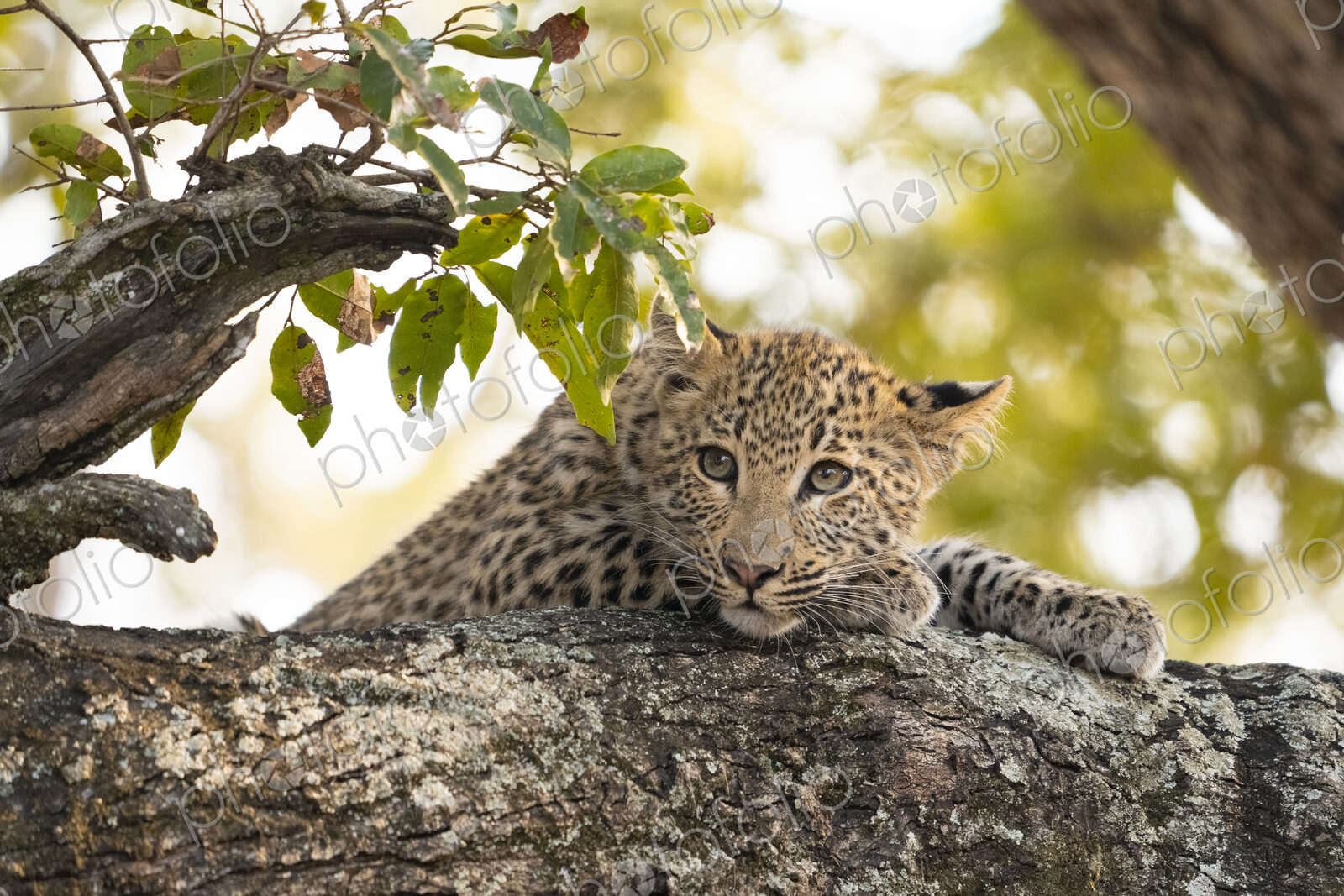 Leopard, Panthera pardus, close-up of a leopard cub.