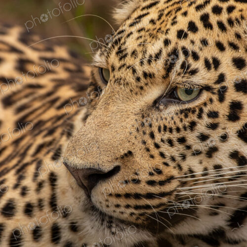 Leopard, Panthera pardus, close up of a leopard reclining.