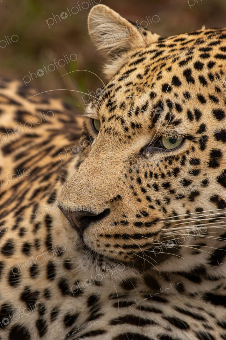 Leopard, Panthera pardus, close up of a leopard reclining.