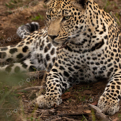 Leopard, Panthera pardus, close up of a leopard reclining.
