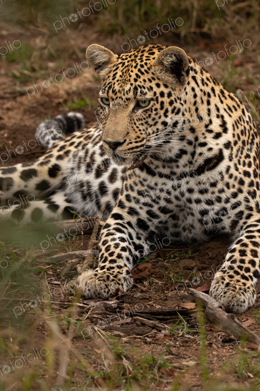 Leopard, Panthera pardus, close up of a leopard reclining.