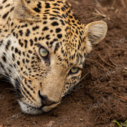 Leopard, Panthera pardus, close up of a leopard reclining. Leopard, Panthera pardus, close up of a leopard reclining.