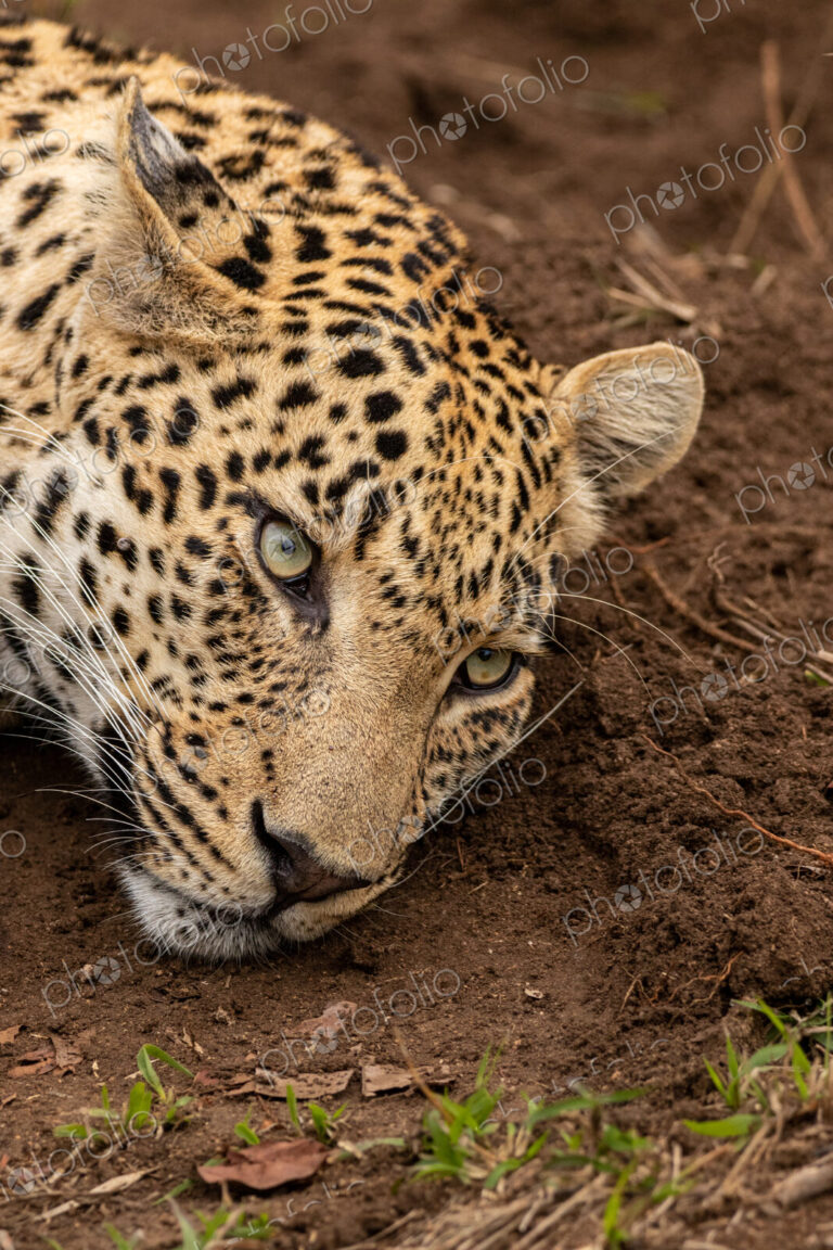 Leopard, Panthera pardus, close up of a leopard reclining.