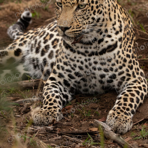 Leopard, Panthera pardus, close up of a leopard reclining.