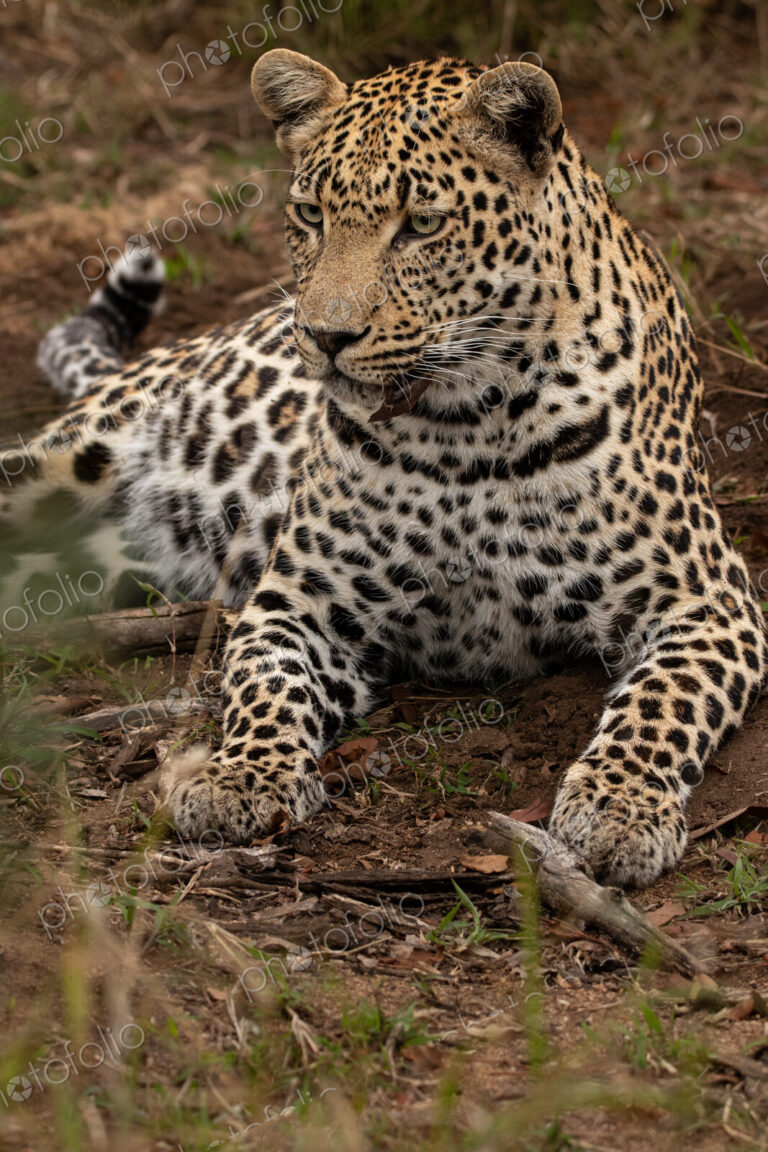 Leopard, Panthera pardus, close up of a leopard reclining.