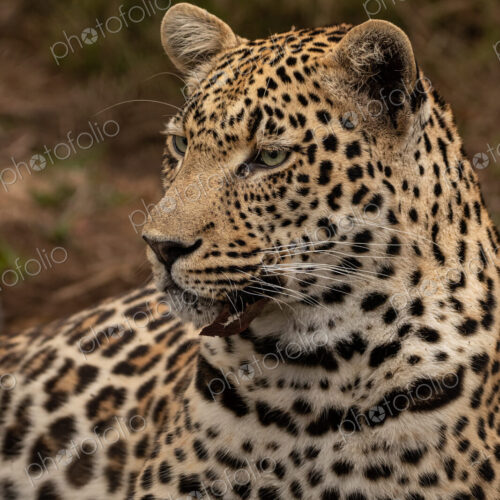 Leopard, Panthera pardus, close up of a leopard reclining.