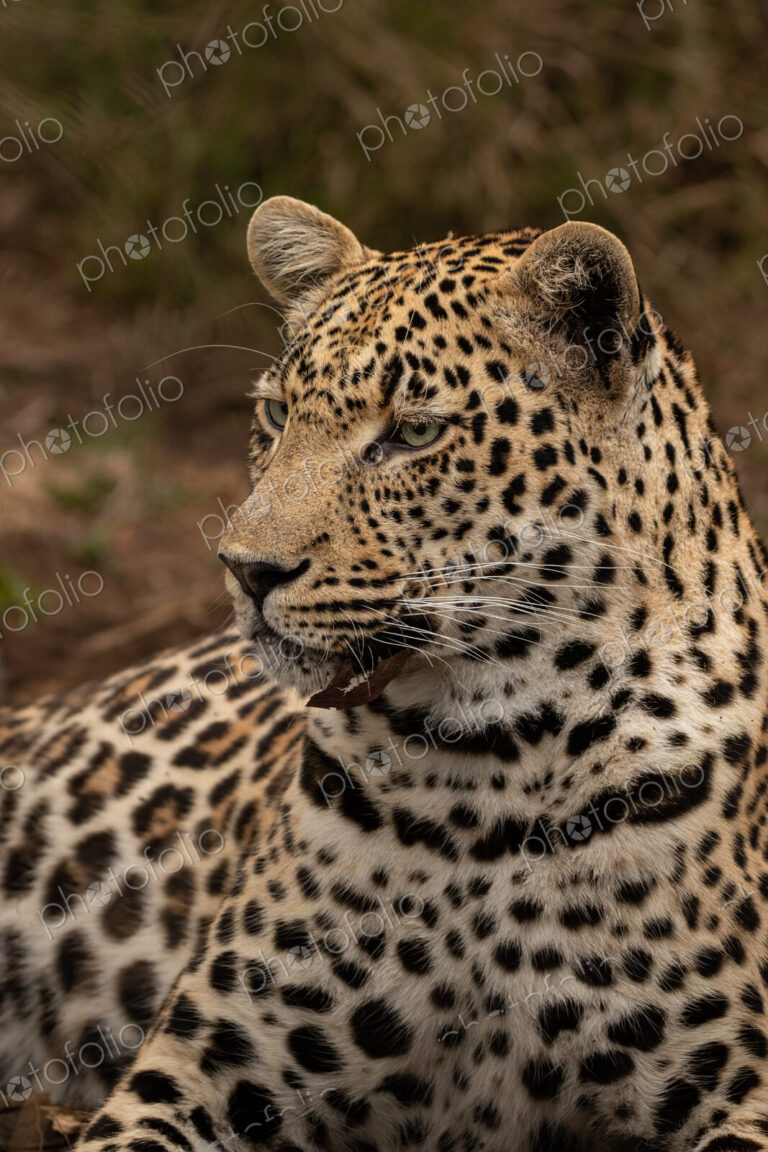 Leopard, Panthera pardus, close up of a leopard reclining.