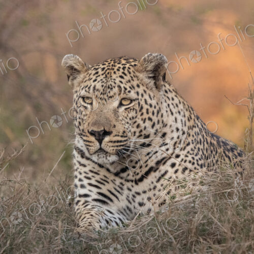 Leopard, Panthera pardus, close-up of a male.