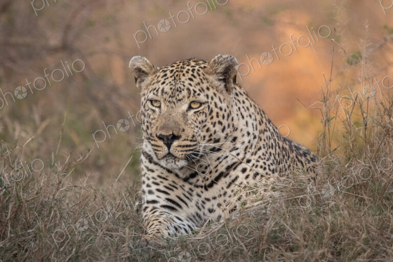 Leopard, Panthera pardus, close-up of a male.