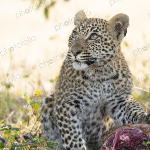 Leopard, Panthera pardus, close-up of a young cub sitting next to prey. Leopard, Panthera pardus, close-up of a young cub sitting next to prey.