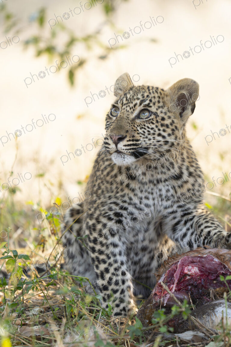 Leopard, Panthera pardus, close-up of a young cub sitting next to prey.