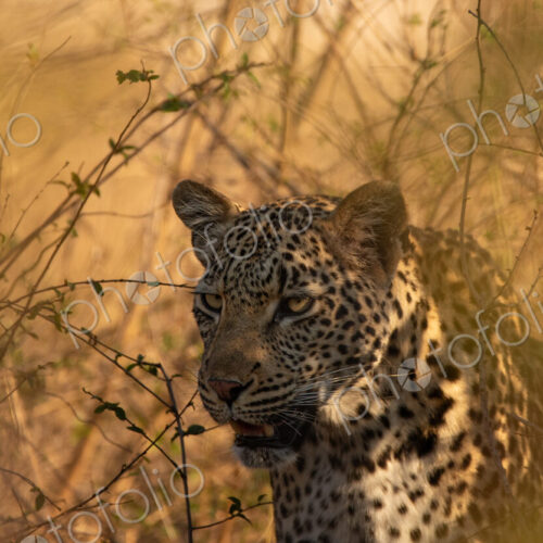Leopard, Panthera pardus, close up of face. Leopard, Panthera pardus, close up of face.