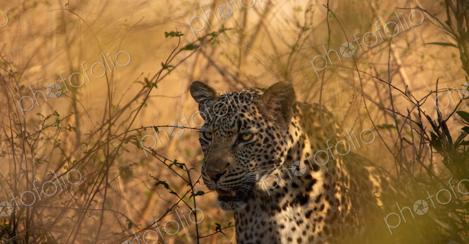 Leopard, Panthera pardus, close up of face.