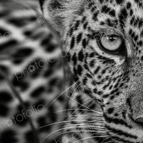 Leopard, Panthera pardus, close-up of young female in black and white.