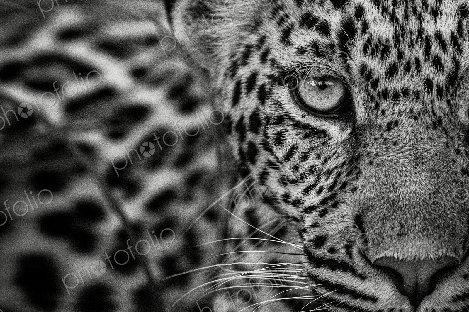 Leopard, Panthera pardus, close-up of young female in black and white.