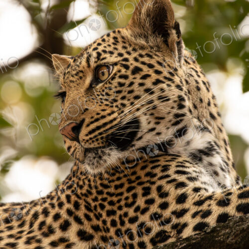 Leopard, Panthera pardus, close-up portrait.