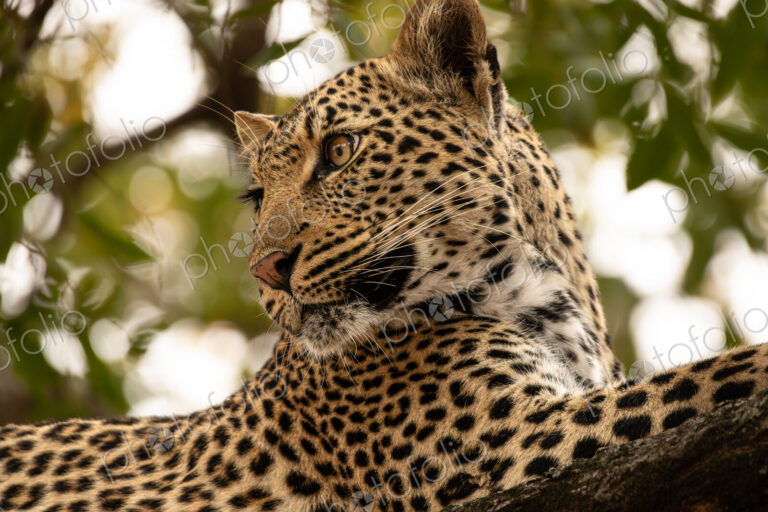 Leopard, Panthera pardus, close-up portrait.