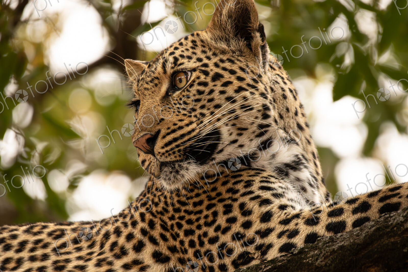 Leopard, Panthera pardus, close-up portrait.