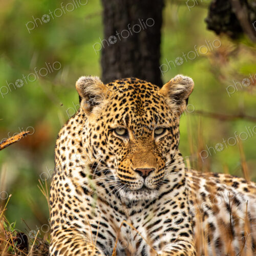 Leopard, Panthera pardus, close-up portrait, female.
