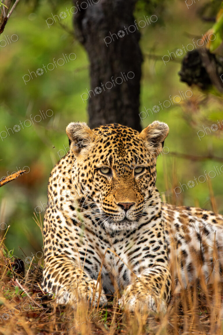 Leopard, Panthera pardus, close-up portrait, female.