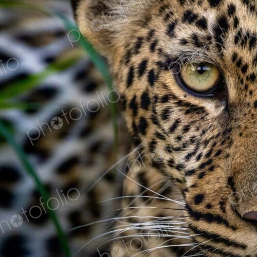 Leopard, Panthera pardus, close-up portrait of face.