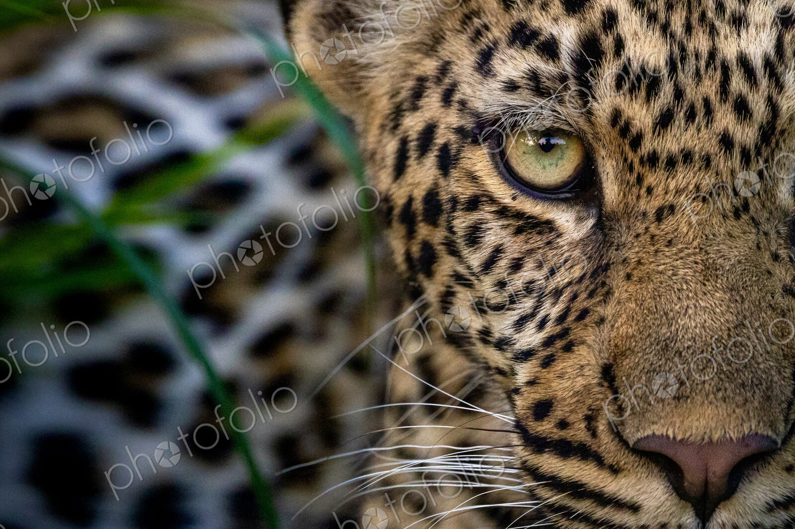 Leopard, Panthera pardus, close-up portrait of face.