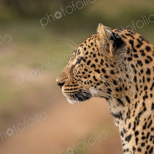 Leopard, Panthera pardus, close-up side view. Leopard, Panthera pardus, close-up side view.