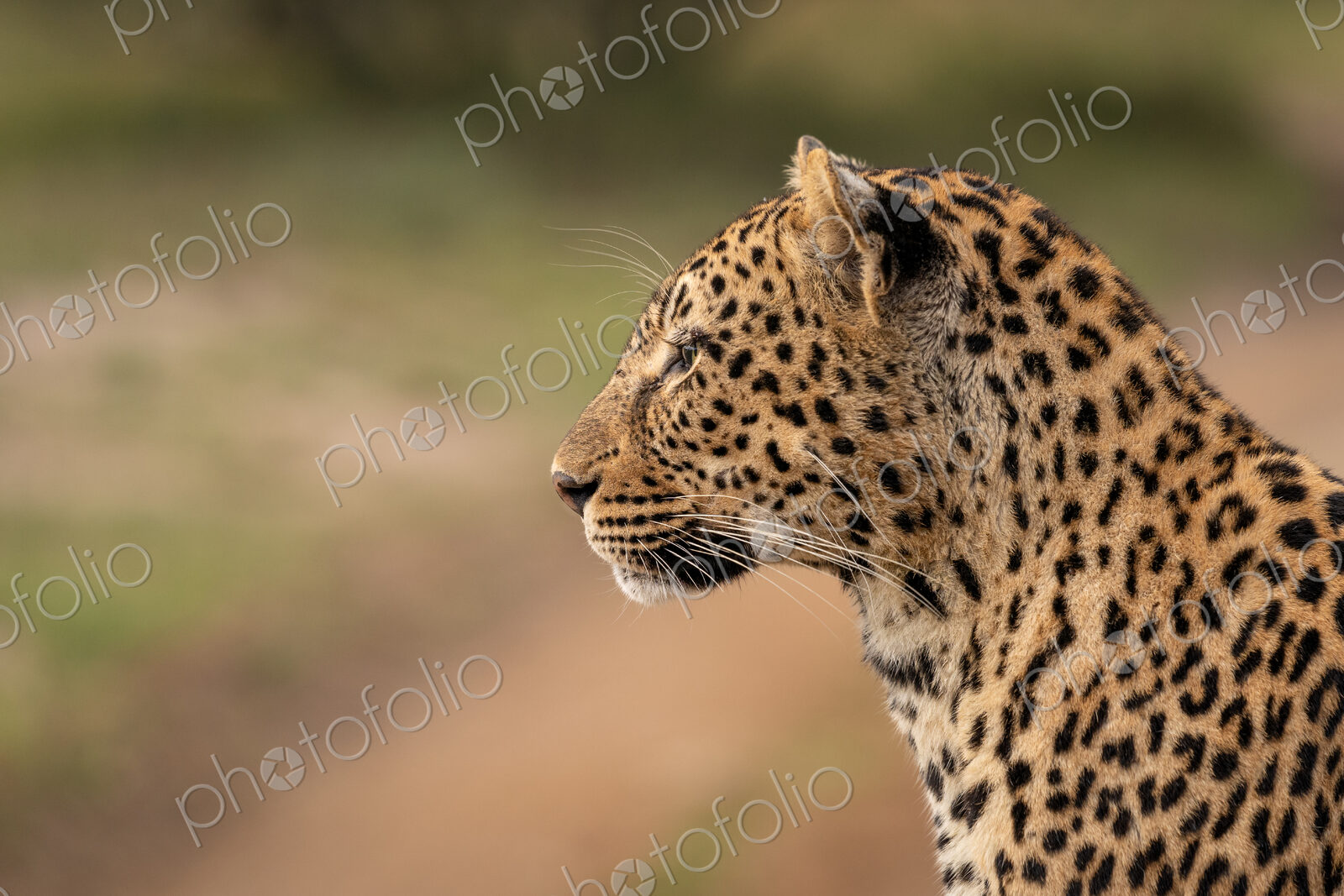Leopard, Panthera pardus, close-up side view.
