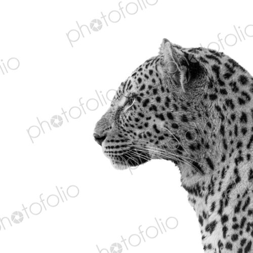 Leopard, Panthera pardus, close-up side view, in black and white. Leopard, Panthera pardus, close-up side view, in black and white.