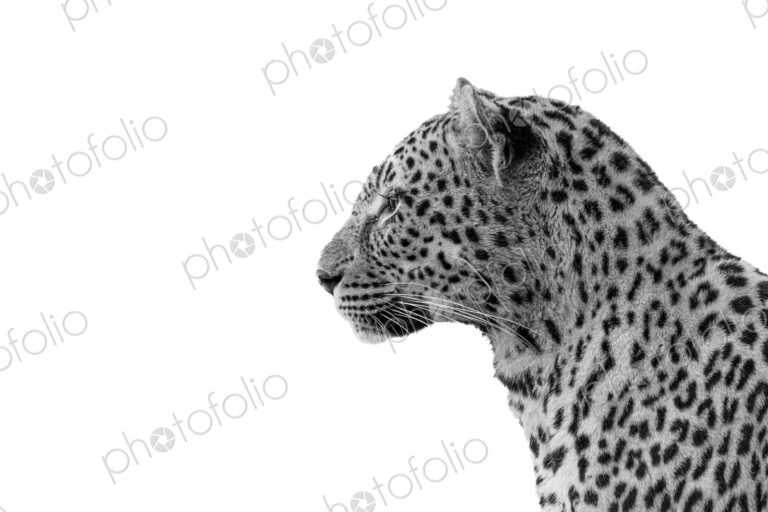 Leopard, Panthera pardus, close-up side view, in black and white.