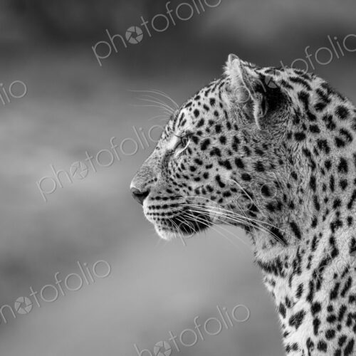 Leopard, Panthera pardus, close-up side view, in black and white. Leopard, Panthera pardus, close-up side view, in black and white.
