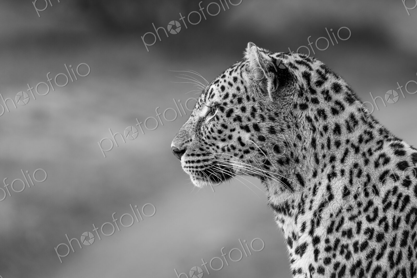 Leopard, Panthera pardus, close-up side view, in black and white.