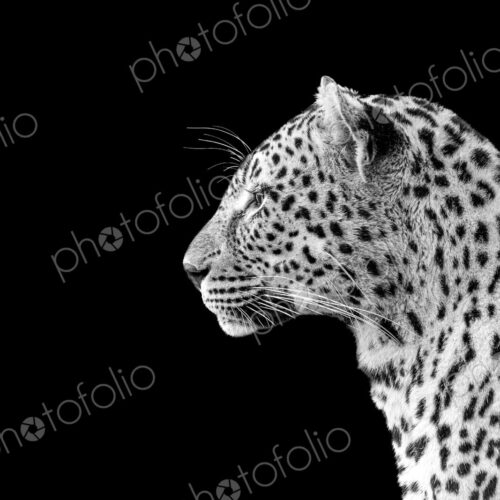 Leopard, Panthera pardus, close-up side view, in black and white. Leopard, Panthera pardus, close-up side view, in black and white.