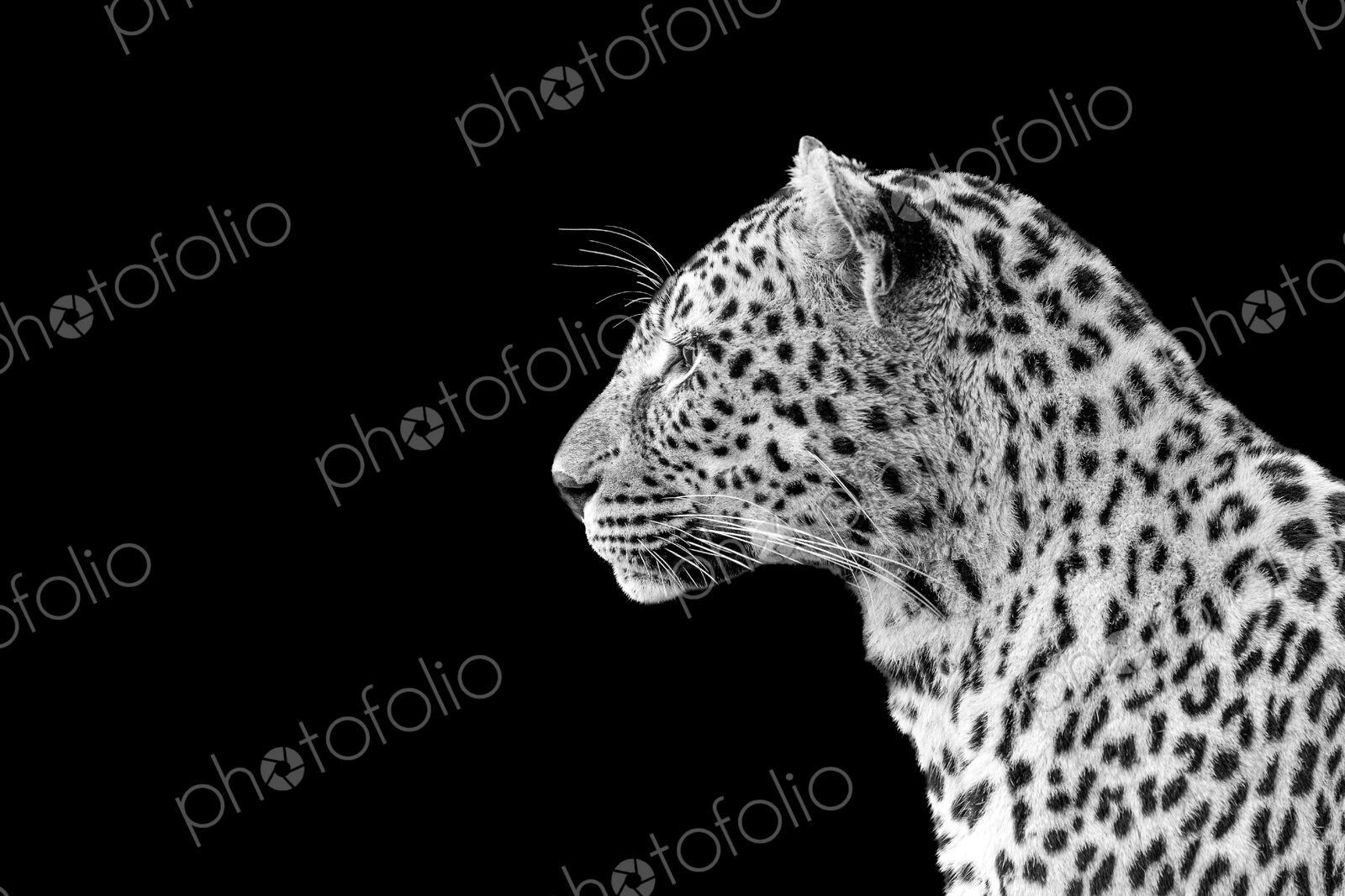 Leopard, Panthera pardus, close-up side view, in black and white.