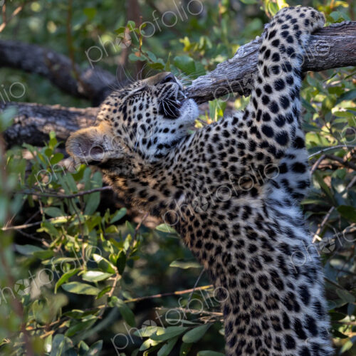 Leopard, Panthera pardus, cub climbing a tree. Leopard, Panthera pardus, cub climbing a tree.
