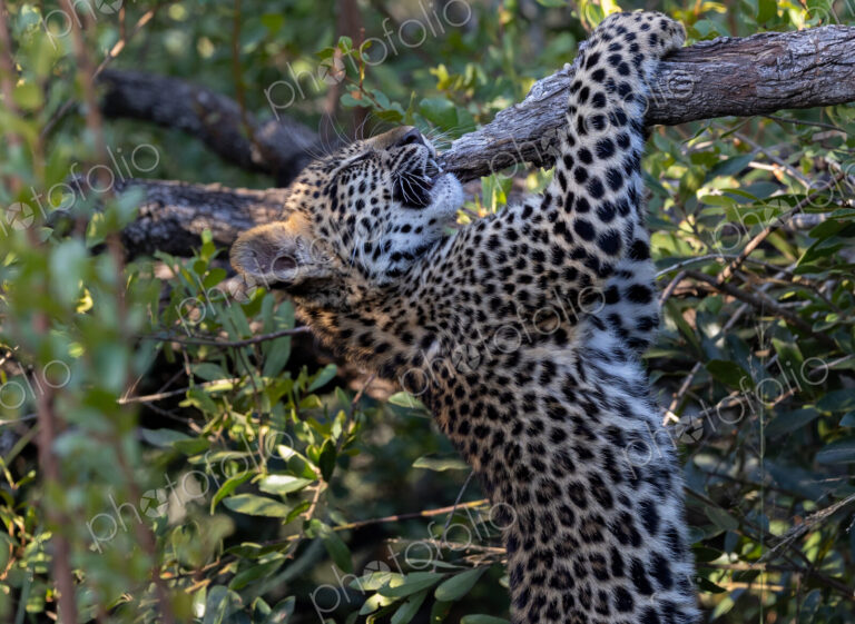 Leopard, Panthera pardus, cub climbing a tree.