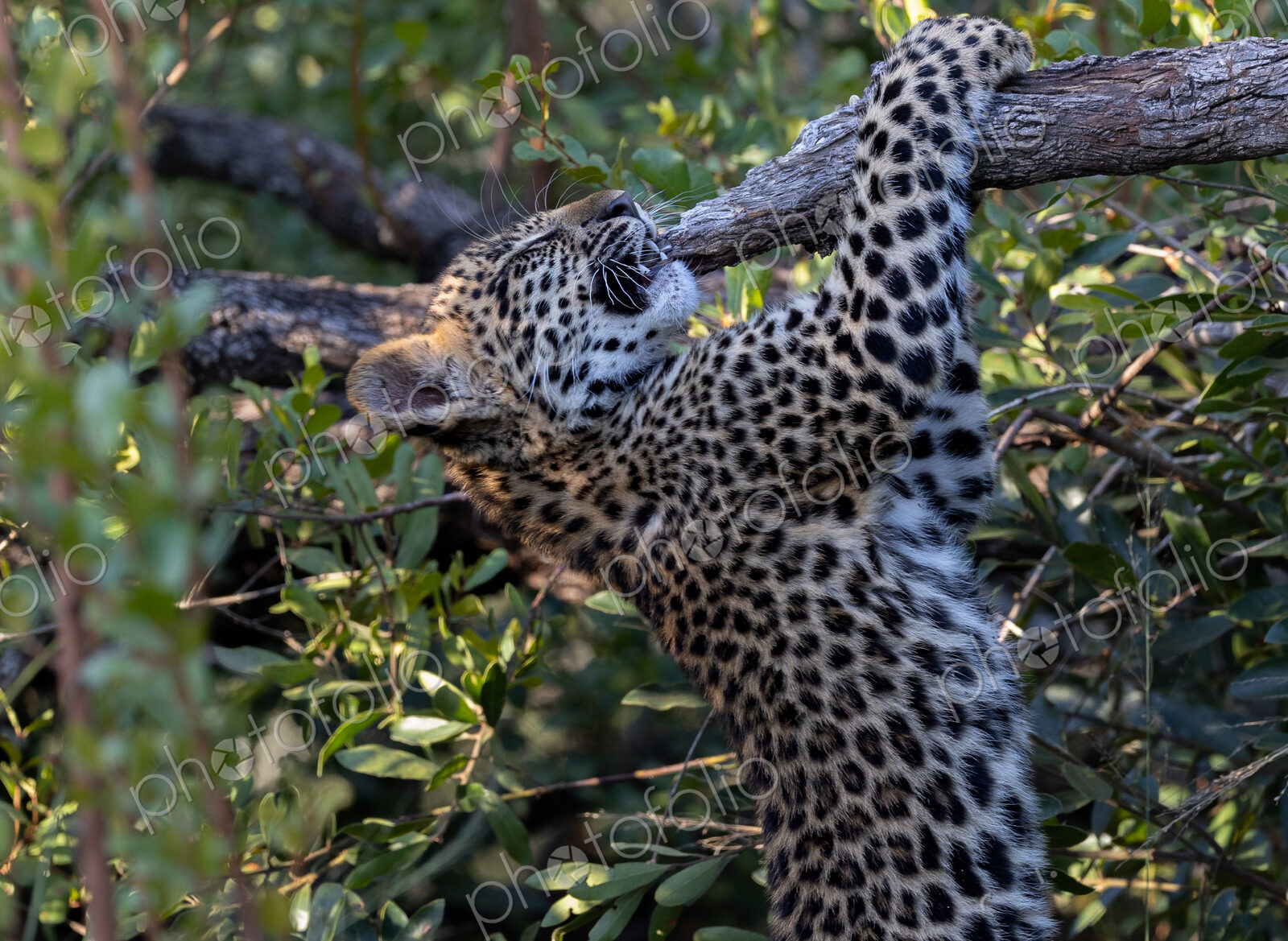 Leopard, Panthera pardus, cub climbing a tree.