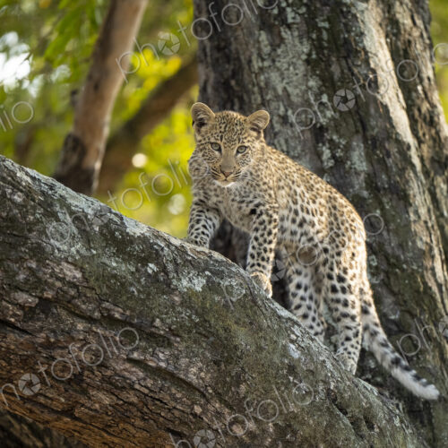 Leopard, Panthera pardus, cub climbing a tree. Leopard, Panthera pardus, cub climbing a tree.