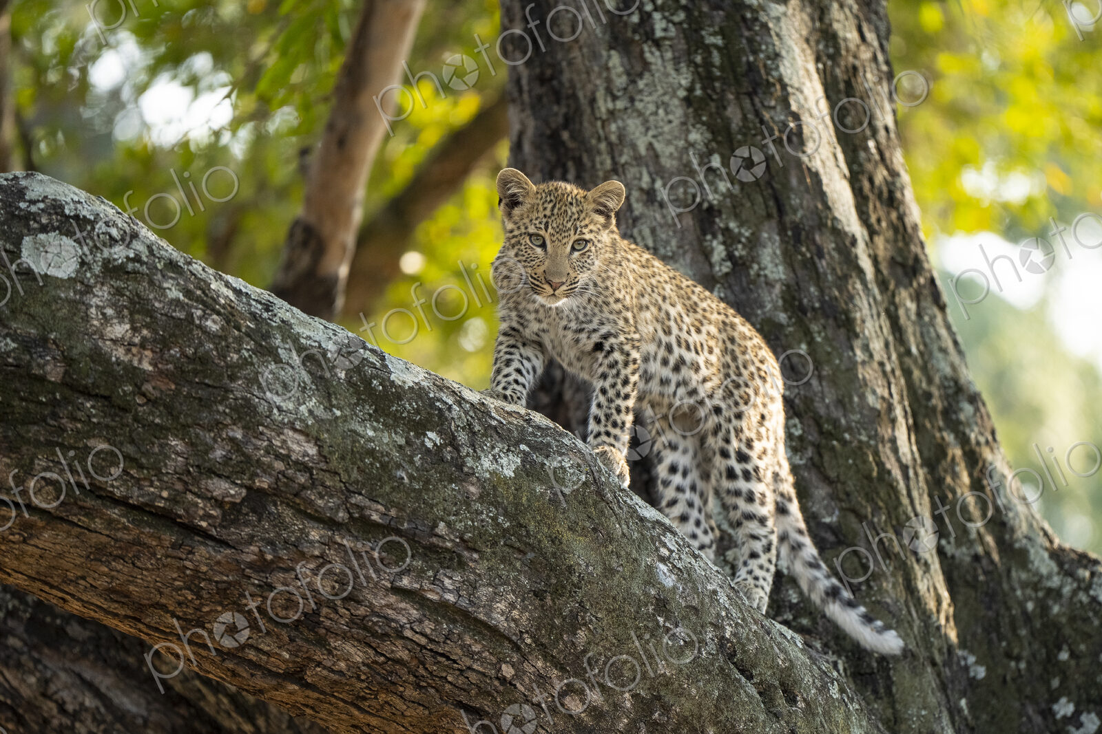 Leopard, Panthera pardus, cub climbing a tree.