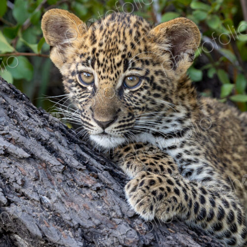 Leopard, Panthera pardus, cub, close-up of face. Leopard, Panthera pardus, cub, close-up of face.