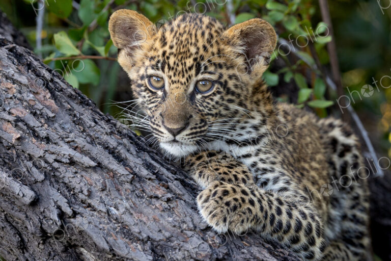 Leopard, Panthera pardus, cub, close-up of face.
