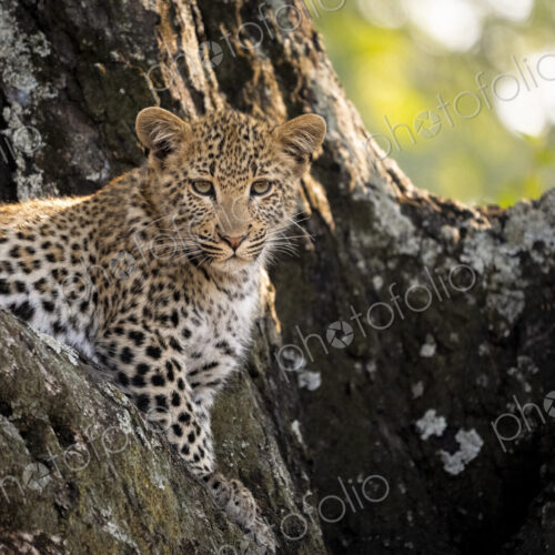 Leopard, Panthera pardus, cub in a tree. Leopard, Panthera pardus, cub in a tree.