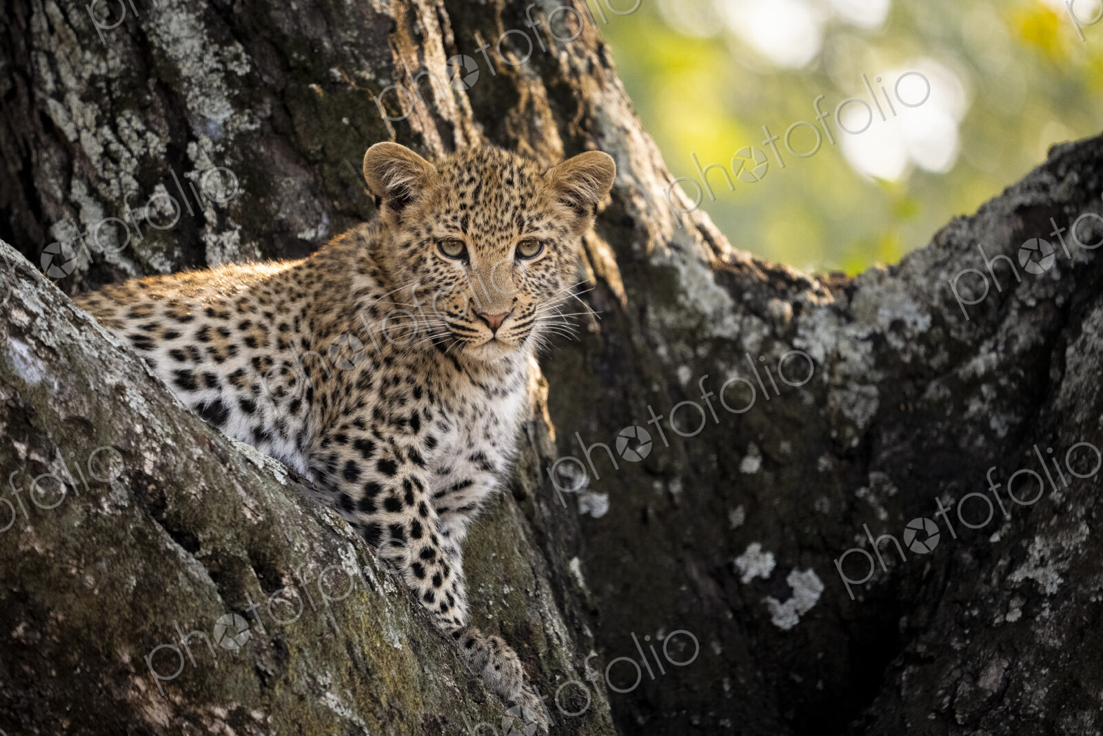 Leopard, Panthera pardus, cub in a tree.