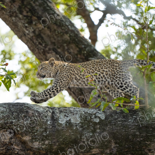 Leopard Panthera pardus, cub running along the base of a tree. Leopard Panthera pardus, cub running along the base of a tree.
