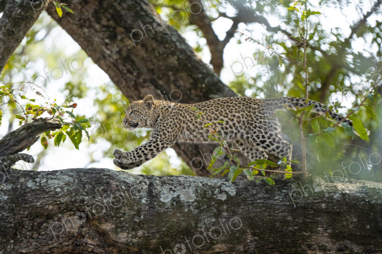 Leopard Panthera pardus, cub running along the base of a tree.